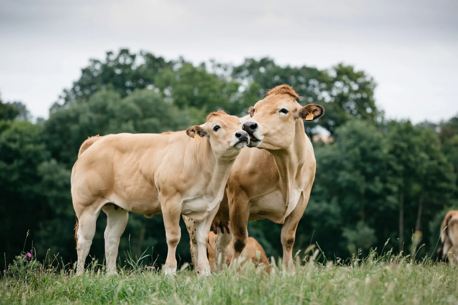 Une vache et son veau de la race des parthenaises dans une prairie